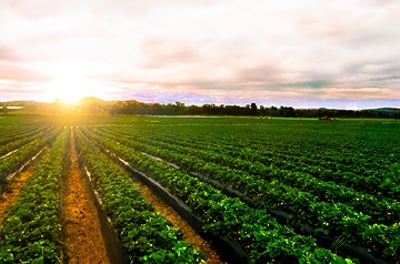 George Decision Affects On Farm R and D Thumbnail